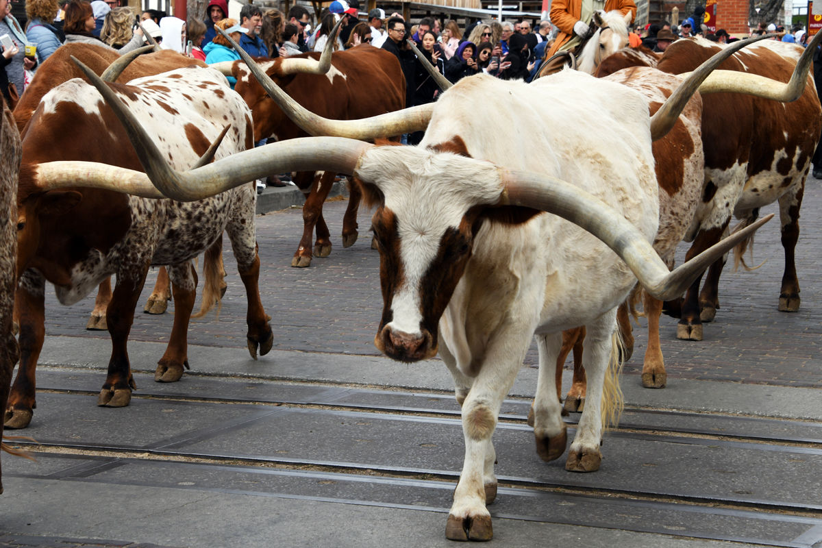 034 Longhorn Parade at Stockyards Station in Fort Worth.JPG